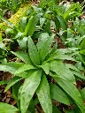 p_3_5_9_359-Pesto-a-lail-des-ours-Bio.webp