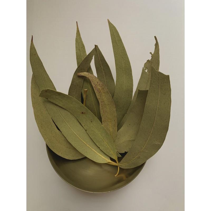 [Eucalyptus – feuille] Eucalyptus – feuille Tisanes uniflorales  50 g Thera Flore 